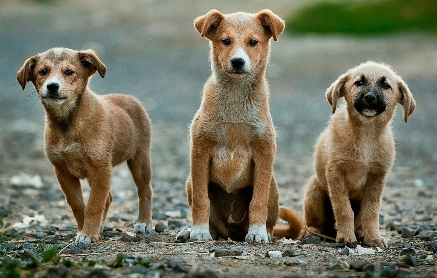 selective focus photography of three brown puppies