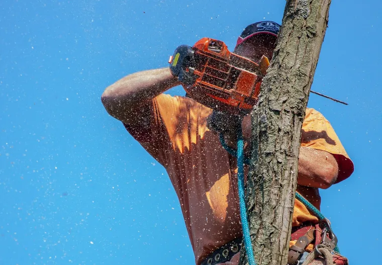 Ultimate Guide to Tree Trimming Services: Your Easy-to-Digest Comprehensive Overview