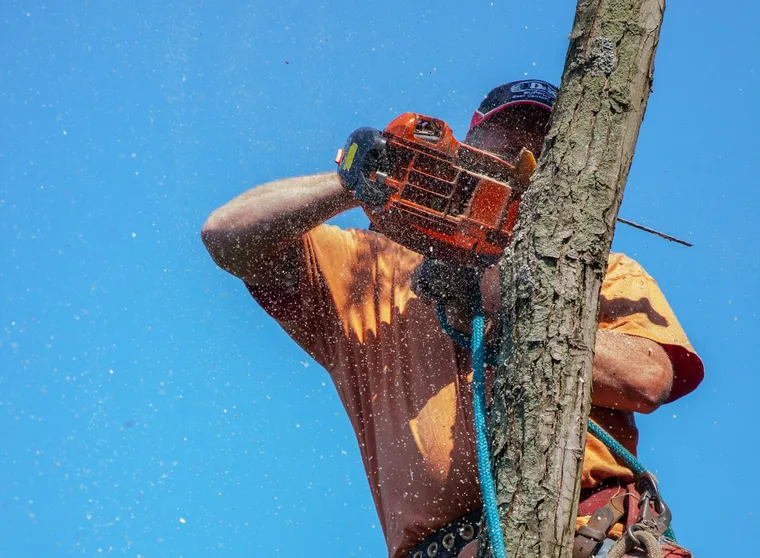 Ultimate Guide to Tree Trimming Services: Your Easy-to-Digest Comprehensive Overview