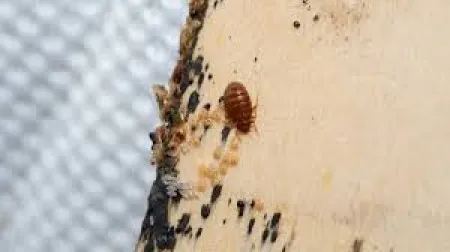 Effective Bed Bug Removal: Say Goodbye to Unwanted Pests for Good!