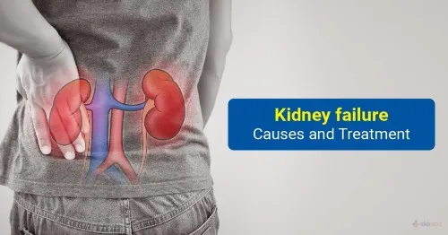 Comprehensive Treatments for Kidney Health