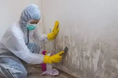 Effective Mold Removal: How to Tackle Household Mold Issues